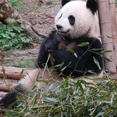Pandy panda w polskich zoo - gdzie zobaczyć te urocze zwierzęta?