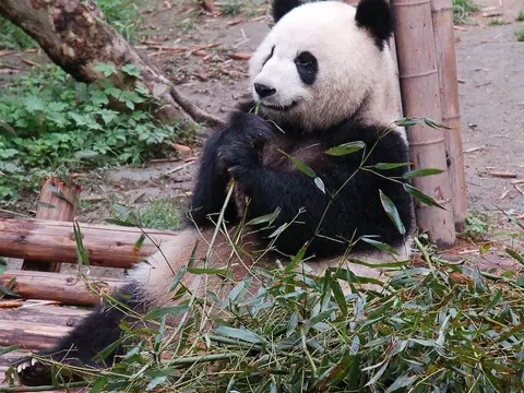 Pandy panda w polskich zoo - gdzie zobaczyć te urocze zwierzęta?