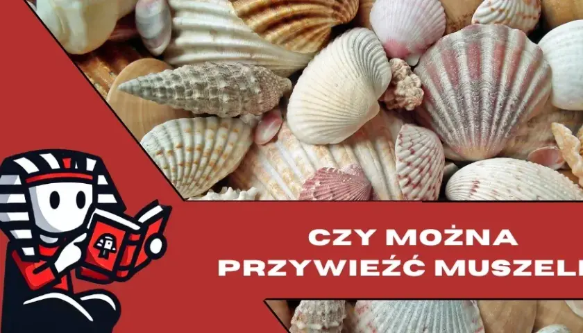 Jak przewieźć muszle z Egiptu, aby nie narazić się na kary?